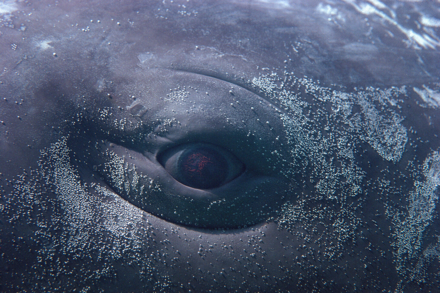 Filmstill aus Wu Tsangs Inszenierung «Moby Dick; or the Whale»
