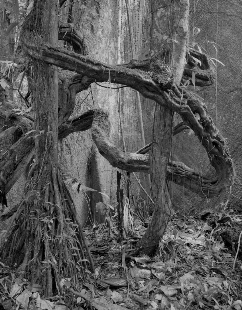 32_Yasuni_Anango_2018_029_03 32-yasuni-anango-2018-029-03